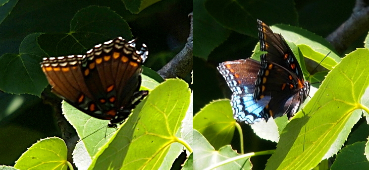 [Two images spliced together. The left image is the outside of the wing which is dark brown with gold and white spots along the outer edges and a few orange and blue spots closer to the body. The right-side image is the light blue lower half of the inside wing as well as the obvious chunk missing out of the other lower half wing. This butterfly is in a tree (as it is their habitat).]